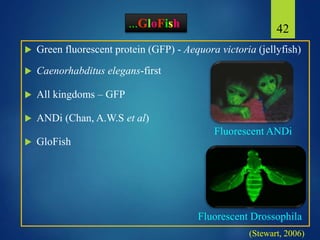 42
 Green fluorescent protein (GFP) - Aequora victoria (jellyfish)
 Caenorhabditus elegans-first
 All kingdoms – GFP
 ANDi (Chan, A.W.S et al)
 GloFish
Fluorescent Drossophila
Fluorescent ANDi
(Stewart, 2006)
...GloFish
 