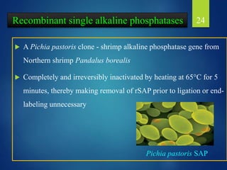 24
 A Pichia pastoris clone - shrimp alkaline phosphatase gene from
Northern shrimp Pandalus borealis
 Completely and irreversibly inactivated by heating at 65°C for 5
minutes, thereby making removal of rSAP prior to ligation or end-
labeling unnecessary
Pichia pastoris SAP
Recombinant single alkaline phosphatases
 