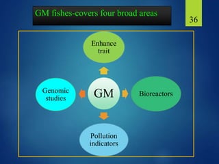 GM fishes-covers four broad areas
GM
Enhance
trait
Bioreactors
Pollution
indicators
Genomic
studies
36
 