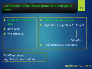 …expression of antifreeze proteins in transgenic
plants
 Synthetic Anti freeze
gene
 afa3 gene
 Not effective
 Chimeric antifreeze gene
 Staphylococus protein A X afa5
Spa-afa5
 Recrystallization inhibition
37
CaMV-promoter
Agrobacterium co culture
(Hightower et al., 1991)
 