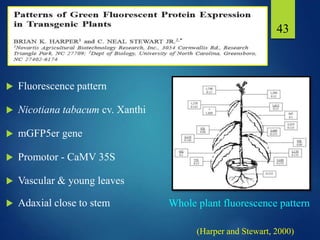  Fluorescence pattern
 Nicotiana tabacum cv. Xanthi
 mGFP5er gene
 Promotor - CaMV 35S
 Vascular & young leaves
 Adaxial close to stem
43
(Harper and Stewart, 2000)
Whole plant fluorescence pattern
 