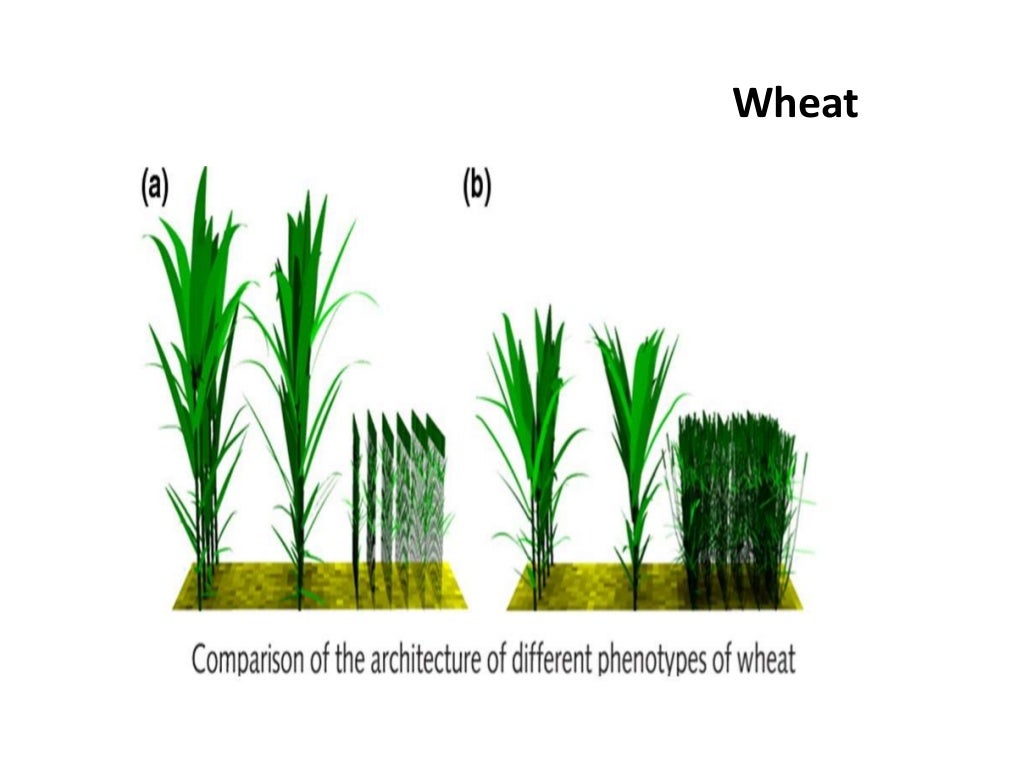 PHENOTYPIC PLASTICITY IN CROP PLANTS