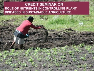 CREDIT SEMINAR ON
ROLE OF NUTRIENTS IN CONTROLLING PLANT
DISEASES IN SUSTAINABLE AGRICULTURE
 