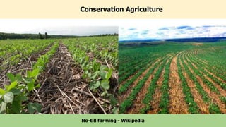 Conservation Agriculture
10
No-till farming - Wikipedia
 