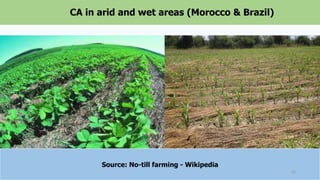 CA in arid and wet areas (Morocco & Brazil)
Source: No-till farming - Wikipedia
22
 