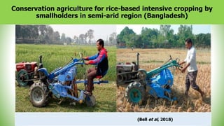41
Conservation agriculture for rice-based intensive cropping by
smallholders in semi-arid region (Bangladesh)
(Bell et al, 2018)
 