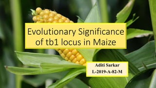 Evolutionary Significance
of tb1 locus in Maize
Aditi Sarkar
L-2019-A-82-M
1
 