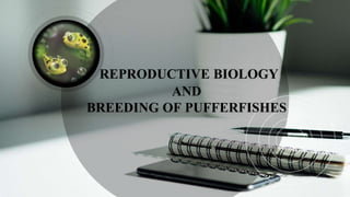 REPRODUCTIVE BIOLOGY
AND
BREEDING OF PUFFERFISHES
 