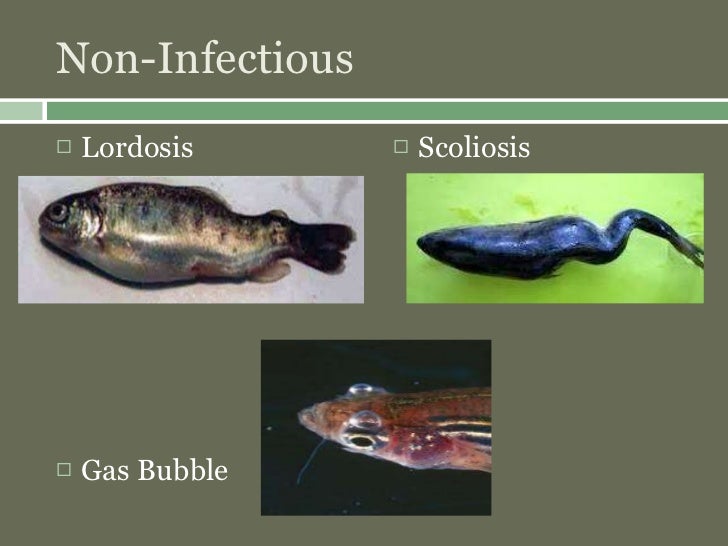fishborne zoonotic diseases
