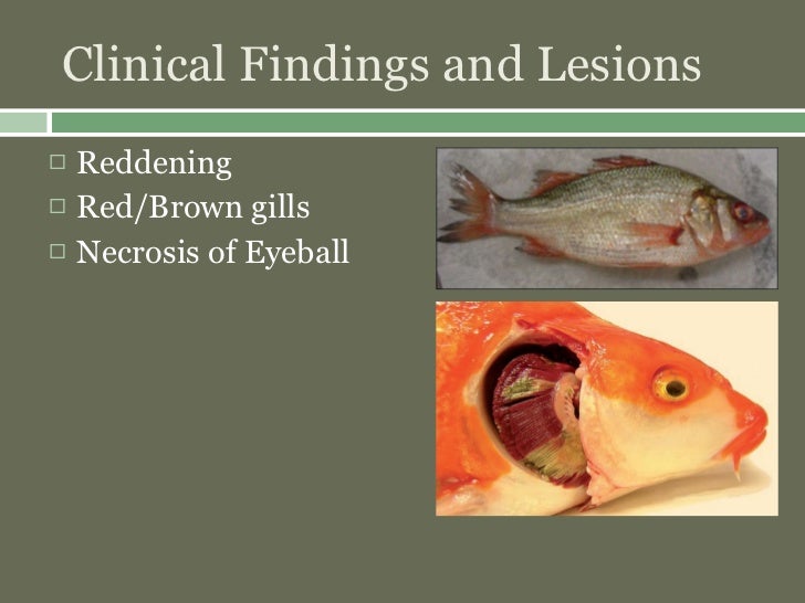 fishborne zoonotic diseases