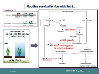 Genetics of Submergence Tolerance in Rice | PPTX | Genetics | Science