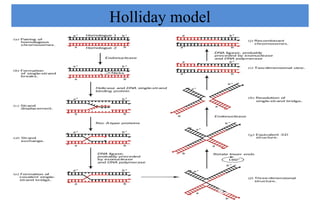 recombination of cromosome and its different model | PPTX