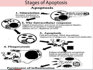 Programmed Cell death or Apoptosis | PPTX