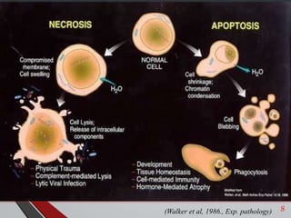 Programmed Cell death or Apoptosis | PPTX