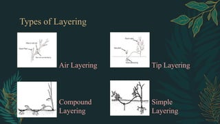 Compound Layering Method Detailed information about types and methods of asexual propagation | PPTX