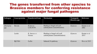 Alien Introgression for Enhancing Alternaria Blight Resistance in ...