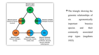 Alien Introgression for Enhancing Alternaria Blight Resistance in ...