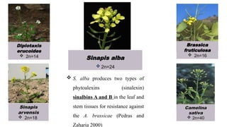 Alien Introgression for Enhancing Alternaria Blight Resistance in ...