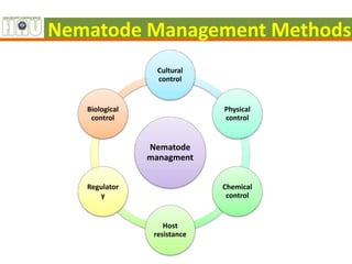 Nematode Management Methods
Nematode
managment
Cultural
control
Physical
control
Chemical
control
Host
resistance
Regulator
y
Biological
control
 