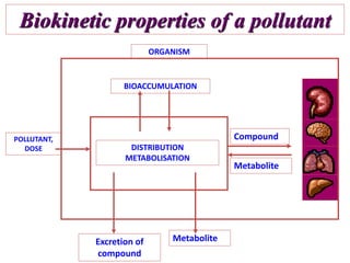 Biokinetic properties of a pollutant
ORGANISM
BIOACCUMULATION
POLLUTANT,
DOSE DISTRIBUTION
METABOLISATION
MetaboliteExcretion of
compound
Metabolite
Compound
 