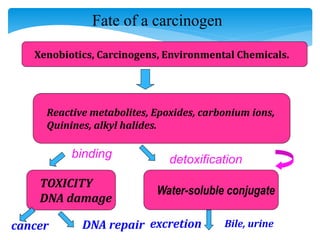 Xenobiotics, Carcinogens, Environmental Chemicals.
Reactive metabolites, Epoxides, carbonium ions,
Quinines, alkyl halides.
TOXICITY
DNA damage
Water-soluble conjugate
detoxificationbinding
excretion Bile, urinecancer DNA repair
Fate of a carcinogen
 