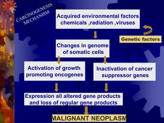 Acquired environmental factors
chemicals ,radiation ,viruses
Changes in genome
of somatic cells
Activation of growth
promoting oncogenes
Inactivation of cancer
suppressor genes
Expression all altered gene products
and loss of regular gene products
MALIGNANT NEOPLASM
Genetic factors
 