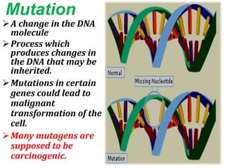 Mutation
A change in the DNA
molecule
Process which
produces changes in
the DNA that may be
inherited.
Mutations in certain
genes could lead to
malignant
transformation of the
cell.
Many mutagens are
supposed to be
carcinogenic.
 