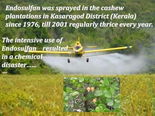 Endosulfan was sprayed in the cashew
plantations in Kasaragod District (Kerala)
since 1976, till 2001 regularly thrice every year.
The intensive use of
Endosulfan resulted
in a chemical
disaster……
46
 