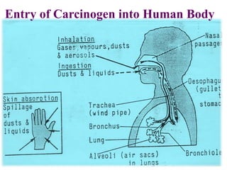 Entry of Carcinogen into Human Body
 