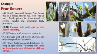 climate change: Impact, Adptation and mitigation in fruit crops | PPTX