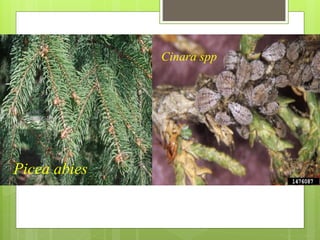 Picea abies
Cinara spp
 