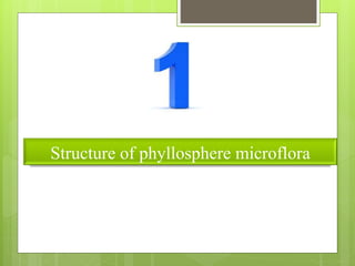Structure of phyllosphere microflora
 