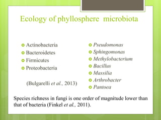 Ecology of phyllosphere microbiota
 Actinobacteria
 Bacteroidetes
 Firmicutes
 Proteobacteria
(Bulgarelli et al., 2013)
 Pseudomonas
 Sphingomonas
 Methylobacterium
 Bacillus
 Massilia
 Arthrobacter
 Pantoea
Species richness in fungi is one order of magnitude lower than
that of bacteria (Finkel et al., 2011).
 