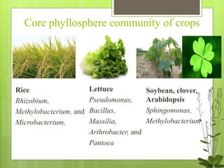 Core phyllosphere community of crops
Rice
Rhizobium,
Methylobacterium, and
Microbacterium,
Lettuce
Pseudomonas,
Bacillus,
Massilia,
Arthrobacter, and
Pantoea
Soybean, clover,
Arabidopsis
Sphingomonas,
Methylobacterium
 