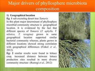 Major drivers of phyllosphere microbiota
composition
1) Geographical location
Eg: 1 salt excreting desert tree Tamarix
In this plant major determinant of phyllosphere
microbial community structure is geographical
location. It is evidenced by the fact that
different species of Tamarix (T. aphylla, T.
nilotica, T. teragina) grown in same
geographical location supported similar
bacterial community whereas, plants grown in
different locations showed strong correlation
with geographical differences (Finkel et al.,
2012)
Eg: 2 similar results were found in lettuce
crop, increased distance between lettuce
production sites resulted in more diverse
community structure (Rastogi et al., 2012)
 