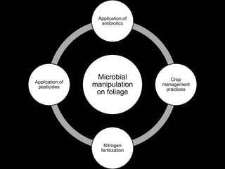 Microbial
manipulation
on foliage
Application of
antibiotics
Crop
management
practices
Nitrogen
fertilization
Application of
pesticides
 