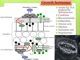 Growth hormones
 Auxins Eg: IAA
produced by
Sphingomonas
 Cytokinins
 Brassinosteroids,
 Gibberellins,
 Abscisic acid,
 Ethylene,
 Jasmonates and
 Strigolactones
 