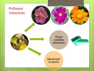 Pollinator
Attractions
Floral
volatiles
(terpenes)
Movement
of plants
 