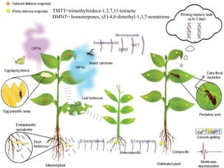 TMTT=trimethyltrideca‐1,3,7,11‐tetraene
DMNT= homoterpenes, (E)‐4,8‐dimethyl‐1,3,7‐nonatriene
 