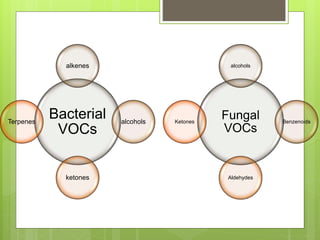 Bacterial
VOCs
alkenes
alcohols
ketones
Terpenes
Fungal
VOCs
alcohols
Benzenoids
Aldehydes
Ketones
 