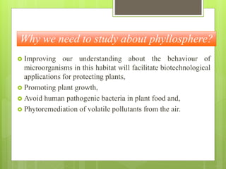 Why we need to study about phyllosphere?
 Improving our understanding about the behaviour of
microorganisms in this habitat will facilitate biotechnological
applications for protecting plants,
 Promoting plant growth,
 Avoid human pathogenic bacteria in plant food and,
 Phytoremediation of volatile pollutants from the air.
 