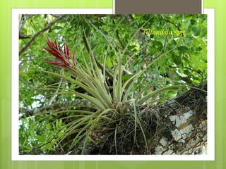 Tillandsia spp
 