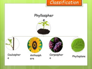 Classification
Phyllospher
e
Caulospher
e
Anthosph
ere
Carpospher
e
Phylloplane
 