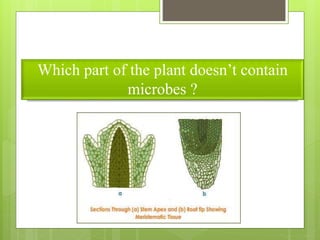 Which part of the plant doesn’t contain
microbes ?
 