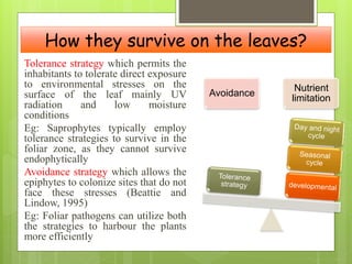 How they survive on the leaves?
Tolerance strategy which permits the
inhabitants to tolerate direct exposure
to environmental stresses on the
surface of the leaf mainly UV
radiation and low moisture
conditions
Eg: Saprophytes typically employ
tolerance strategies to survive in the
foliar zone, as they cannot survive
endophytically
Avoidance strategy which allows the
epiphytes to colonize sites that do not
face these stresses (Beattie and
Lindow, 1995)
Eg: Foliar pathogens can utilize both
the strategies to harbour the plants
more efficiently
Avoidance
Nutrient
limitation
 