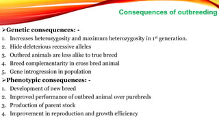 Genetic consequences: -
1. Increases heterozygosity and maximum heterozygosity in 1st generation.
2. Hide deleterious recessive alleles
3. Outbred animals are less alike to true breed
4. Breed complementarity in cross bred animal
5. Gene introgression in population
Phenotypic consequences: -
1. Development of new breed
2. Improved performance of outbred animal over purebreds
3. Production of parent stock
4. Improvement in reproduction and growth efficiency
Consequences of outbreeding
 