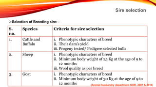 Sire selection
Selection of Breeding sire: -
S.
no.
Species Criteria for sire selection
1. Cattle and
Buffalo
i. Phenotypic characters of breed
ii. Their dam’s yield
iii. Progeny tested/ Pedigree selected bulls
2. Sheep i. Phenotypic characters of breed
ii. Minimum body weight of 25 Kg at the age of 9 to
12 months
iii. Wool quality as per breed
3. Goat i. Phenotypic characters of breed
ii. Minimum body weight of 30 Kg at the age of 9 to
12 months (Animal husbandry department GOR, 2007 & 2014)
 