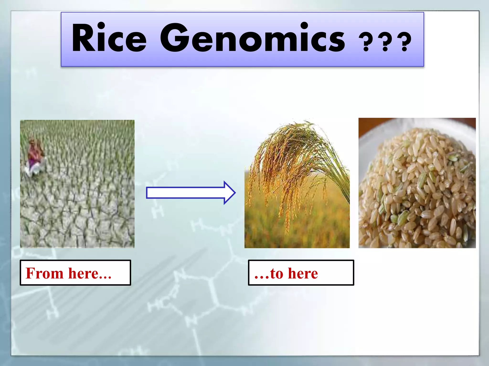 Credit seminar on rice genomics crrected | PPTX
