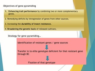 MOLECULAR APPROACHES IN RICE PEST MANAGEMENT | PPTX