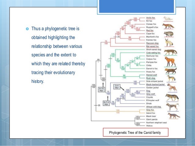 what is phylogeny used in a sentence
